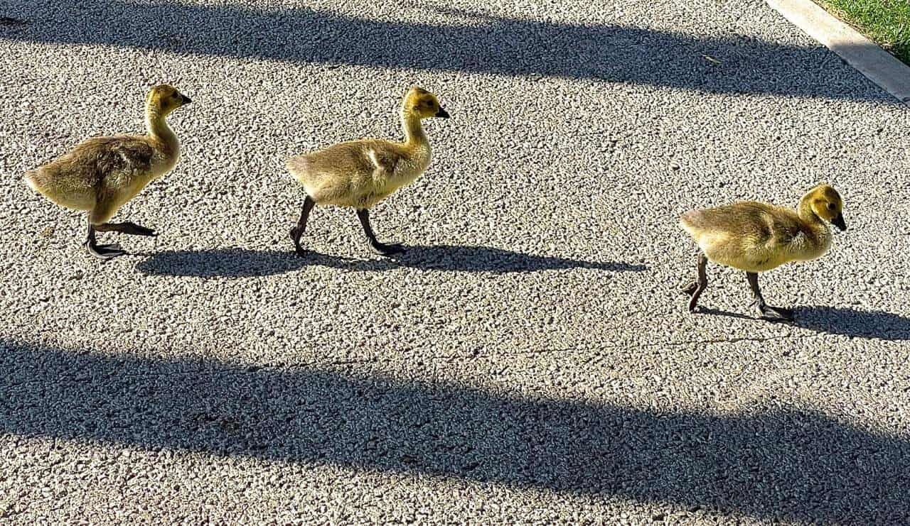 Gosling Crossing